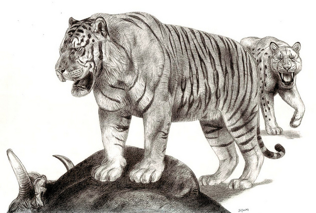 pantera tigris dibujo