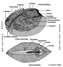 Figura-1