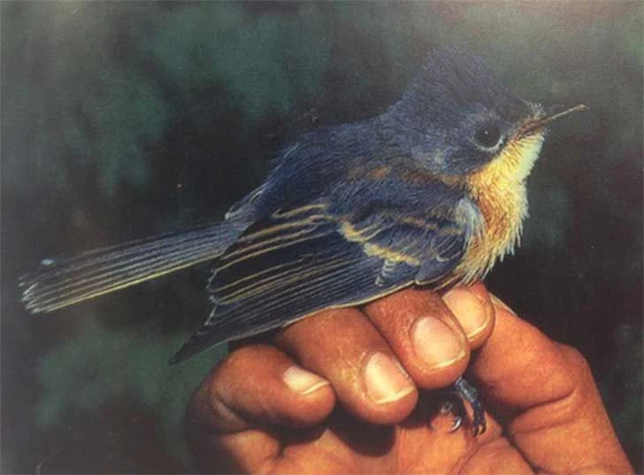 Myiagra Prehistoria Fandom Fandom