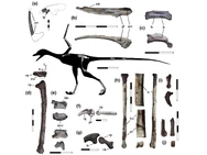 Restos conocidos de Overoraptor.