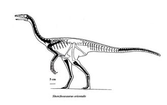 Shenzhousaurus1a1 848e