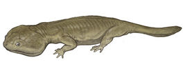 Xenobrachyops