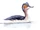 Podiceps andinus
