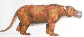 Trogosus