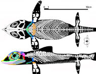 Cartorhynchus-recon588