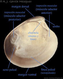 ConchaBiv
