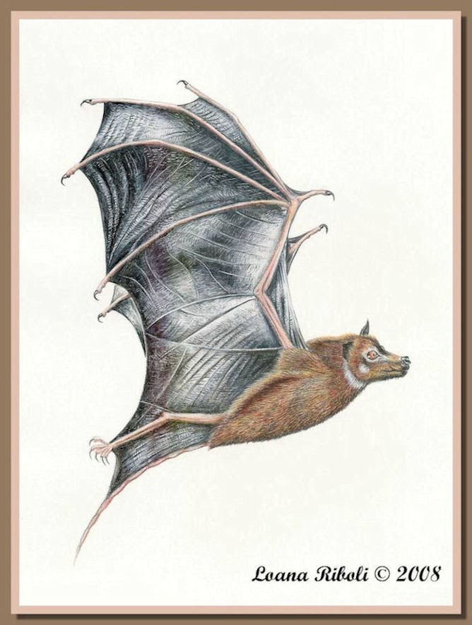 Onychonycteris Prehistoria Fandom Fandom