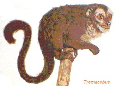 Tremacebus Prehistoria Fandom Fandom