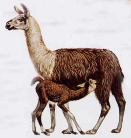 Lama2