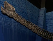 Cráneo y cuello reconstruidos, Museo Norteamericano de Vida Antigua.