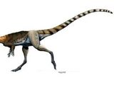 Lucianovenator