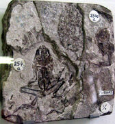 Palaeobatrachus-0