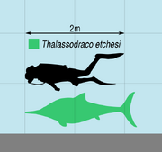 Thalassodraco Scale