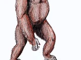 Dryopithecus