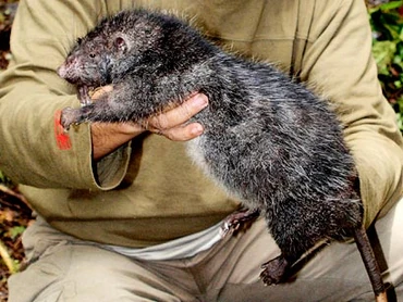 Giant-rat