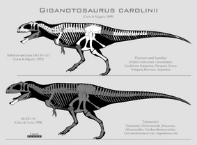 Giganotosaurus by SpinoInWonderland