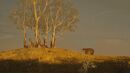 Unos Procoptodon descansan bajo los árboles cerca de un Diprotodon