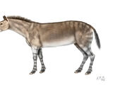 Anchitherium