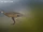 Stegoceras