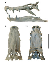 Kaprosuchus skull