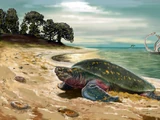 Desmatochelys