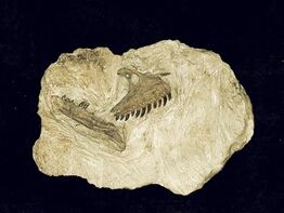 Atrociraptor skull.jpg