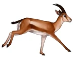 Gazella borbonica