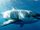 Chondrichthyes