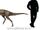 Archaeornithomimus