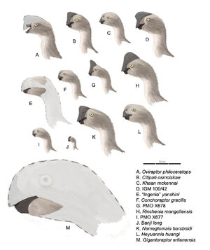 Oviraptorinaeprofiles