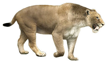 Smilodon gracilis