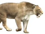 Smilodon gracilis