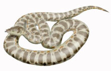 Titanoboa