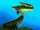 Aspidichthys