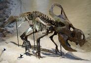 Protoceratops-0