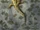 Plagiosuchus