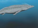 Protocetus