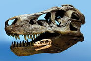 Comparación de un Cráneo de Tyrannosaurus con el Raptorex kriegsteini.