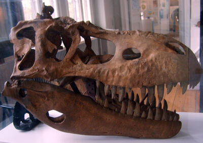 Albertosaurus cráneo