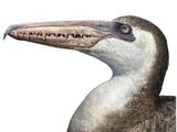 Pelagornis