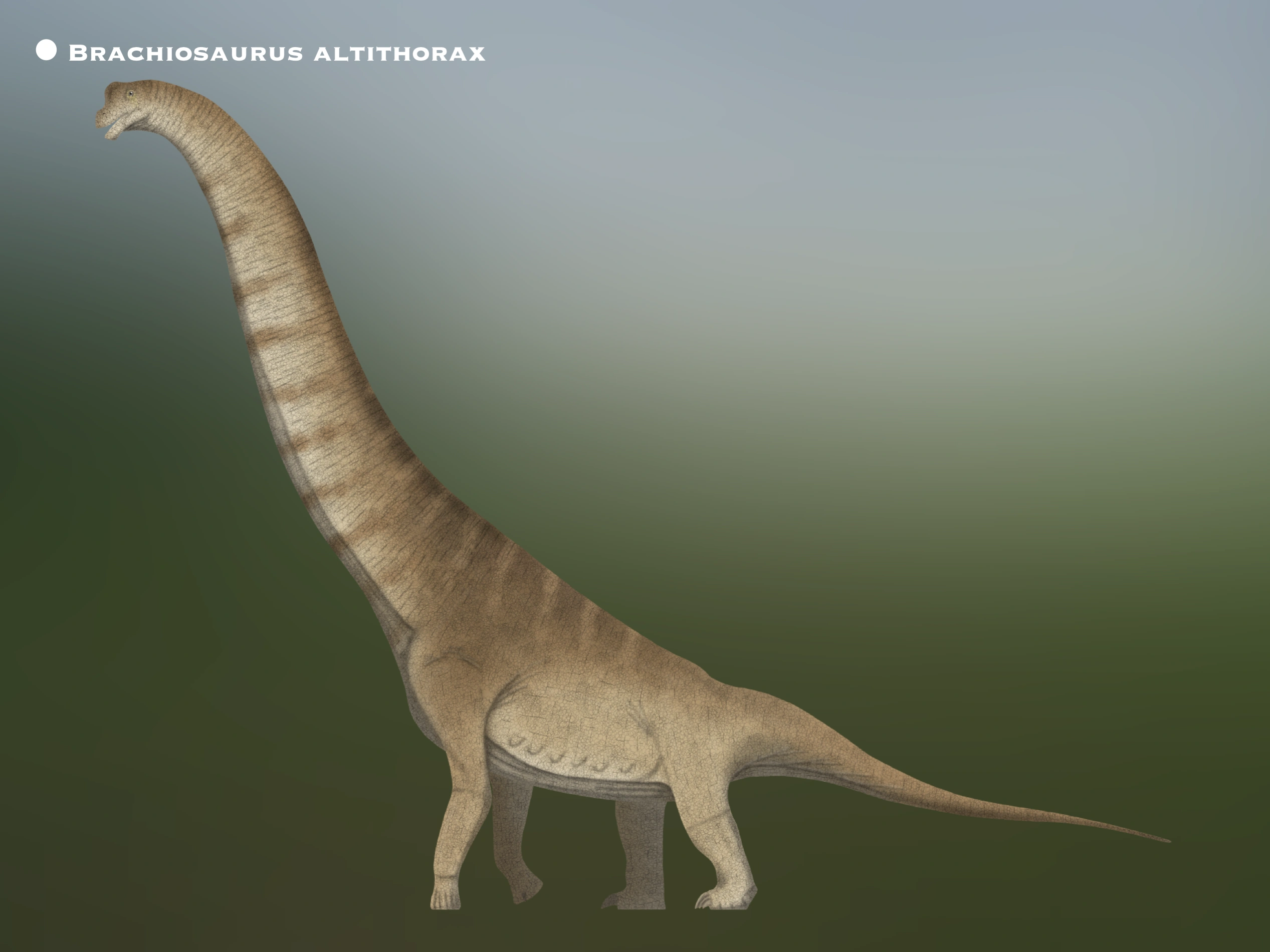 Brachiosaurus | Prehistoria Fandom | Fandom, image size:2534x1900