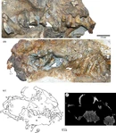 Cráneo de Anomocephalus.