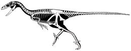 Stenonychosaurus skeleton