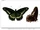 Battus polydamas antiquus