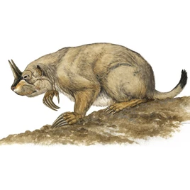 Mylagaulus