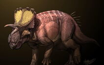 Menefeeceratopssealeyi