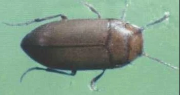 Siettitia balsetensis Prehistoria Fandom Fandom