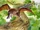 Ambopteryx