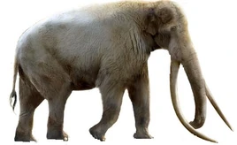 Palaeoloxodon antiquus