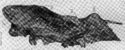 Bathyopsis